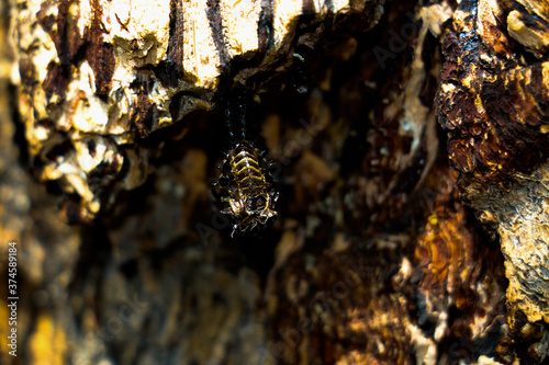 close up of black beetle molting shell in forest on tree