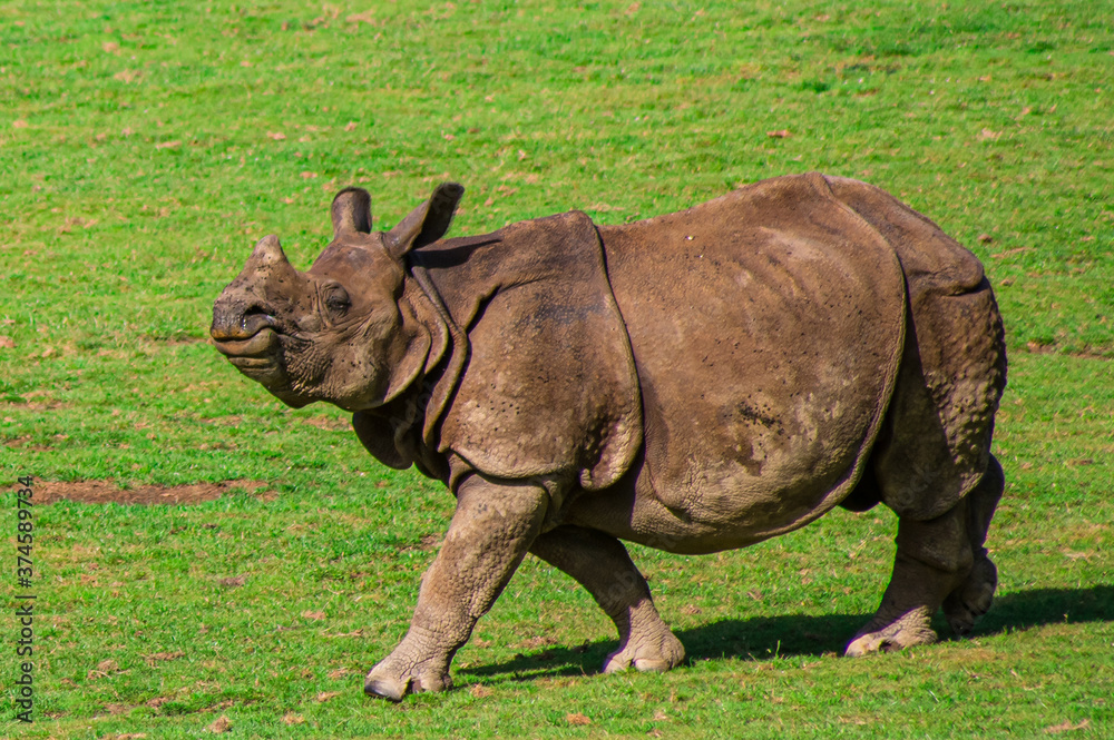 Obraz premium Zoo