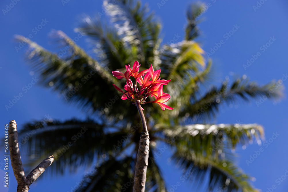 Colorful red flower grows on a tropical island under a palm tree Colorful red flower grows on a tropical island under a palm tree