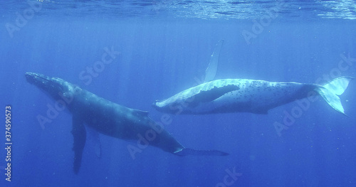 Two humpback whales swim deep underwater in the blue ocean © Mat Hayward