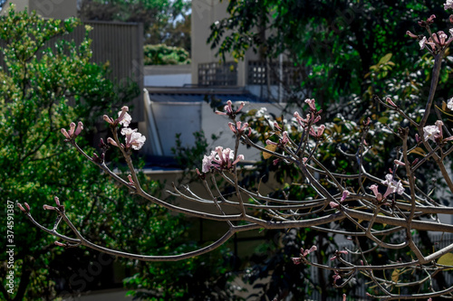 Flor  branca de Ipê. Ipê-branco (Tabebuia roseoalba) . Flor naciona do Brasil photo