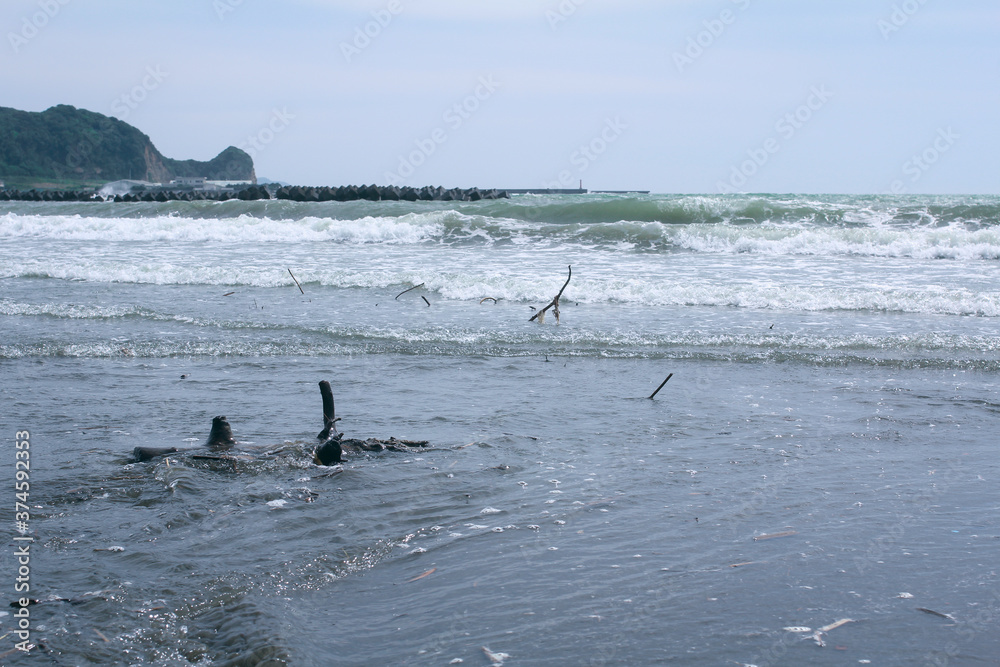 波と流木とくもり空 波と流木とくもり空
