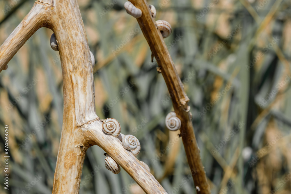 Selective focus on small spiral shells of steppe snails on dried plant stems. Beautiful natural background. Macro shot of molluscs in the wild. Copy space. Strongly blurred background.