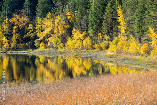 Bright autumn foliage along the shore of Turquoise Lake in Marble Canyon Provincial Park, British Columbia, Canada