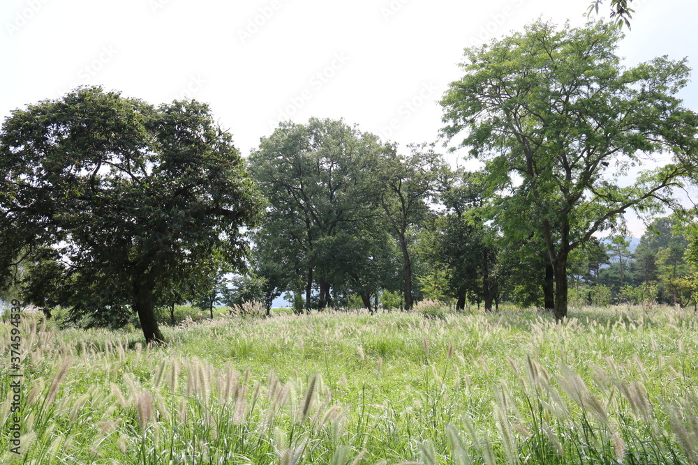 trees in the field trees in the field