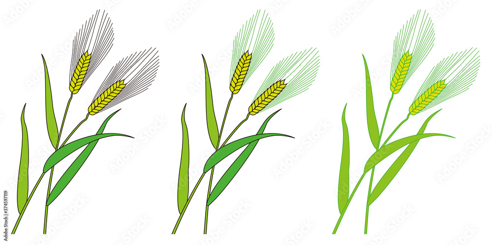 Wheat against white background Wheat against white background