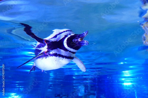 泳ぐペンギン © 美香 谷岡