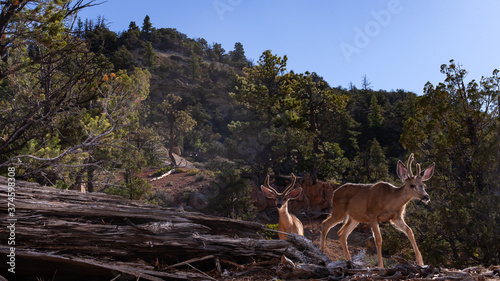 Two mule deer bucks with antlers in velvet walking past an old decaying log towards the camera 