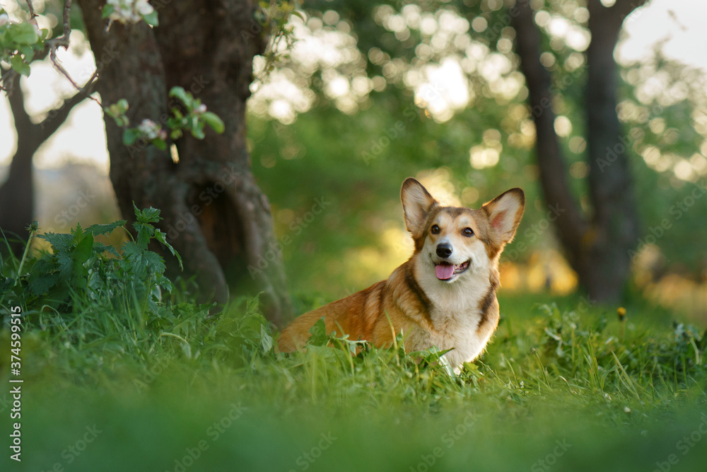 portrait dog . Welsh corgi pembroke in nature, on the grass