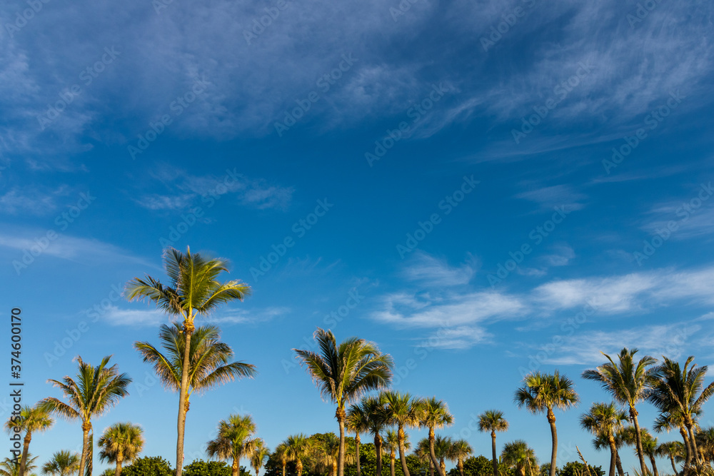 Fototapeta premium palm trees against blue sky