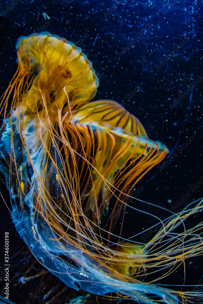 Obraz premium アカクラゲ（毒クラゲ）のイメージ