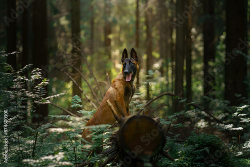 dog in the forest. Malinois in nature. pet outdoors