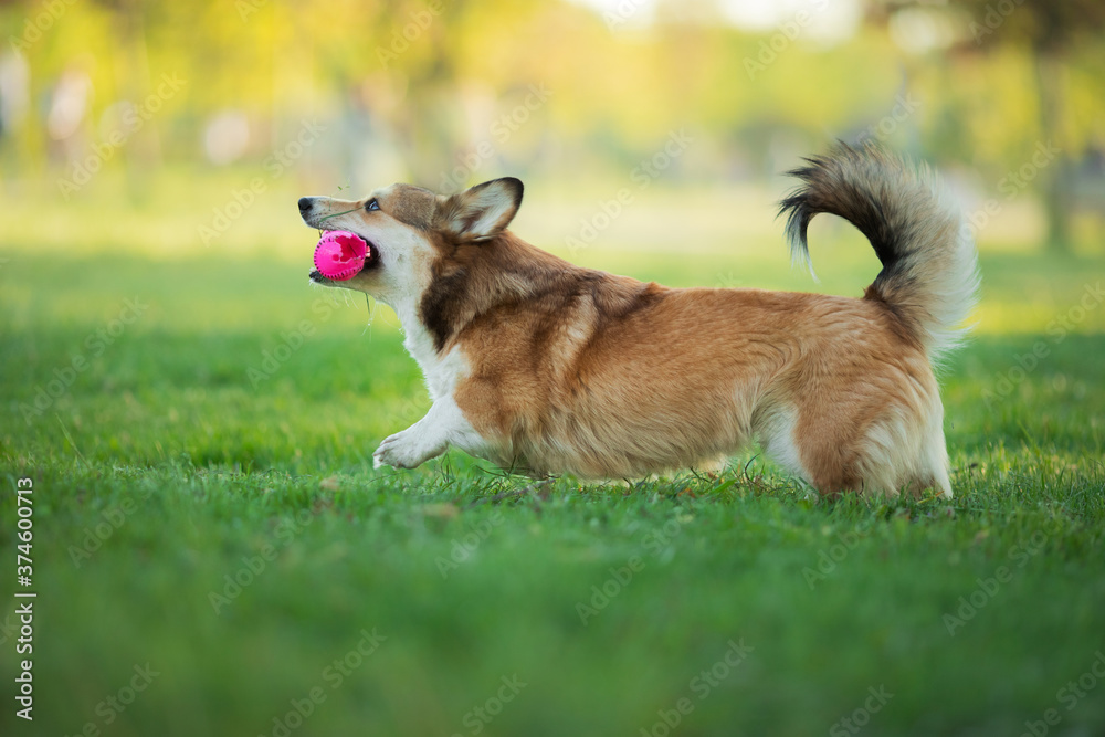 dog in the park runs, plays. Welsh corgi pembroke in nature, on the grass