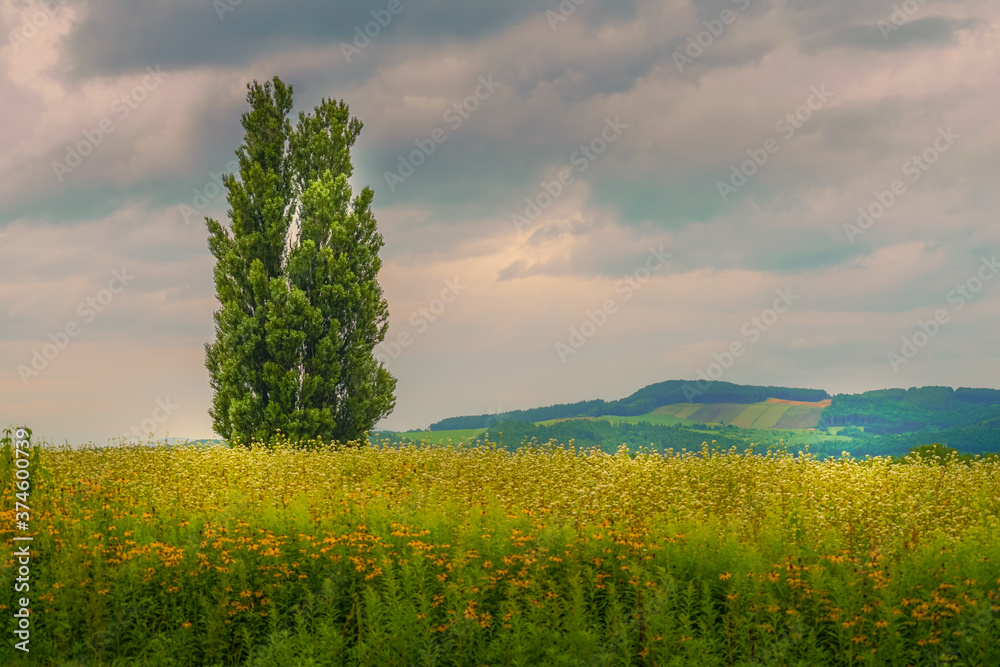 Obraz premium ケンとメリーの木と夕景（北海道美瑛町）
