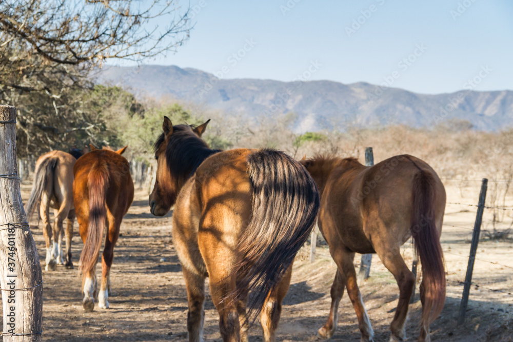 Fototapeta premium horses that run free through the field