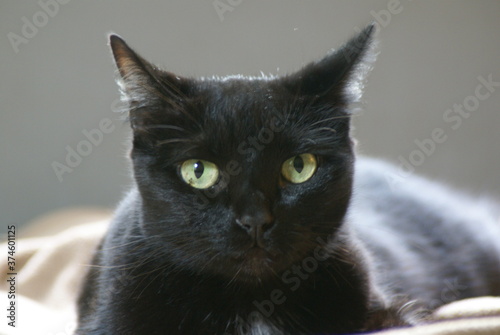 black cat portrait © Stephen