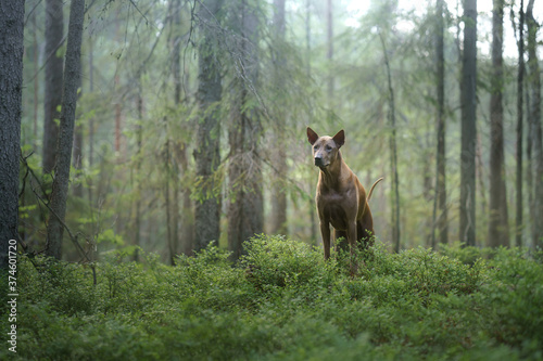 dog in the woods. Red-haired Thai Ridgeback in nature. Forest landscape with dog