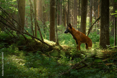 dog in the forest. Malinois in nature. wood Landscape with a pet © Anna Averianova