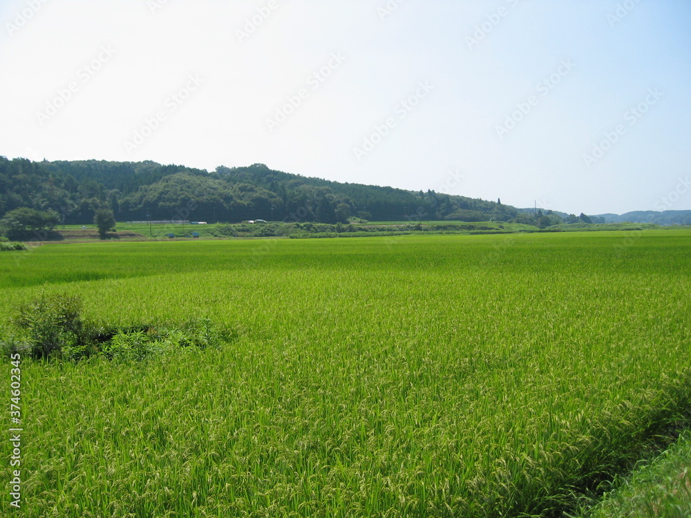 夏の田んぼ