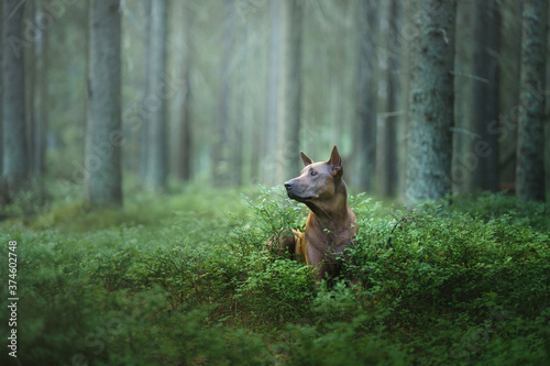 dog in the woods. Red-haired Thai Ridgeback in nature. Forest landscape with dog