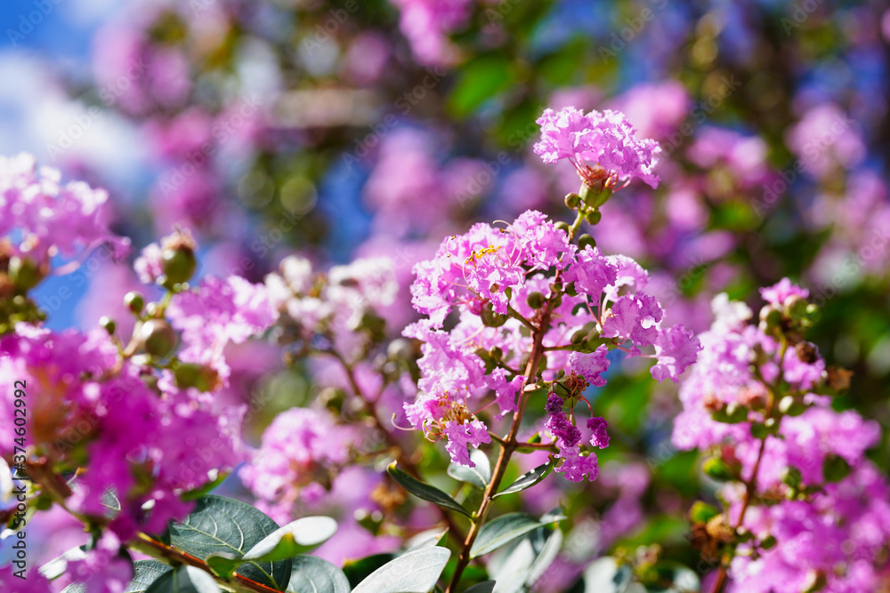 crape myrtle flower in summer