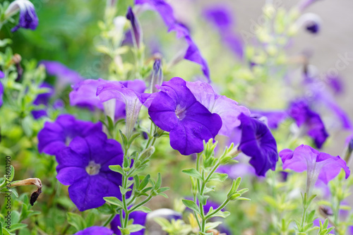 purple flowers in the garden