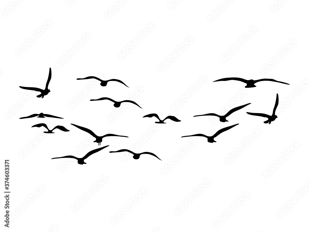 silhouette Flock of Flying Birds. flying birds on white background