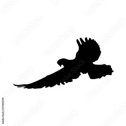 flying bird silhouette on a white background. silhouette pigeon flying. Vector illustration