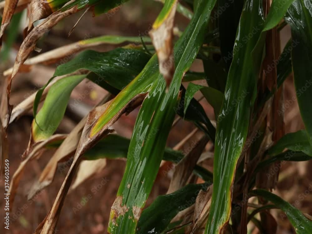 Rain water drips on the leaves where the tips of the leaves begin to dry Rain water drips on the leaves where the tips of the leaves begin to dry
