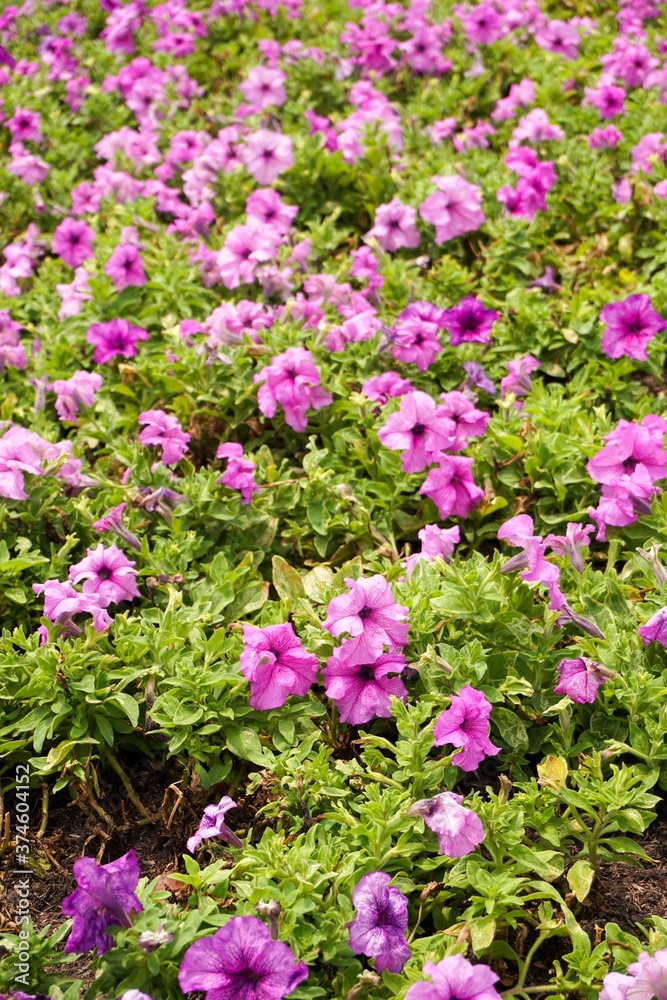 Naklejka premium petunia hybrida flower in nature garden