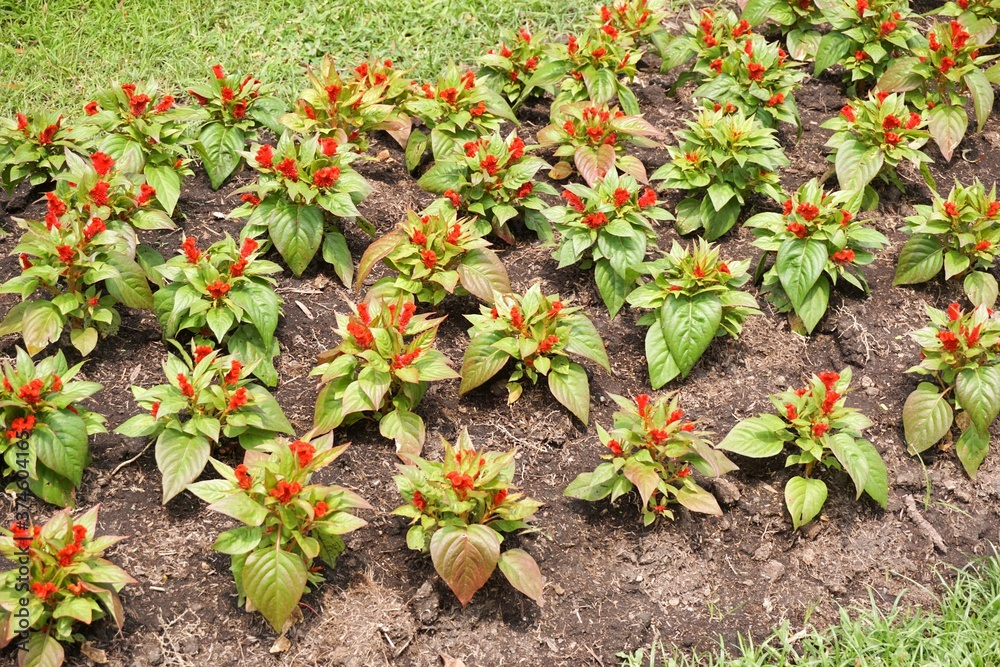 Fototapeta premium red celosia argentea flower in nature garden