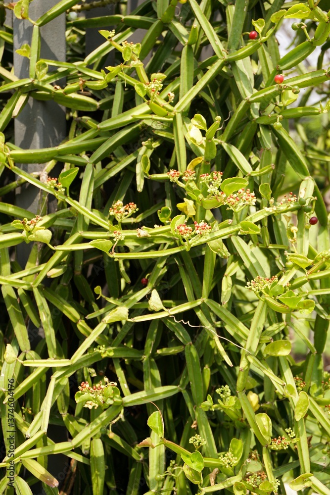 Obraz premium Cissus quadrangularis plants in nature garden