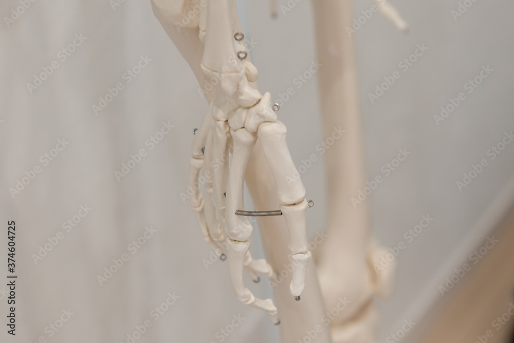 人体骨格模型の手の部分	