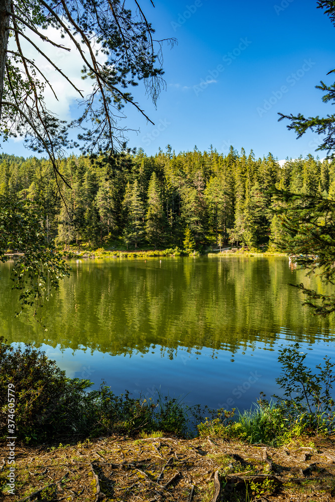 Fototapeta premium The Reflection of Trees in Lake