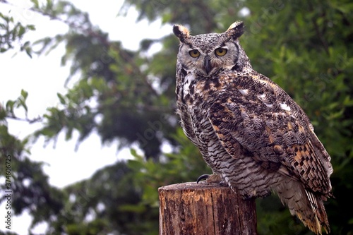 great horned owl perched on a post