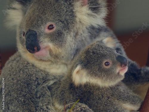 Wonderful Charismatic Appealing Female Koala with her Delightful Pretty Offspring.