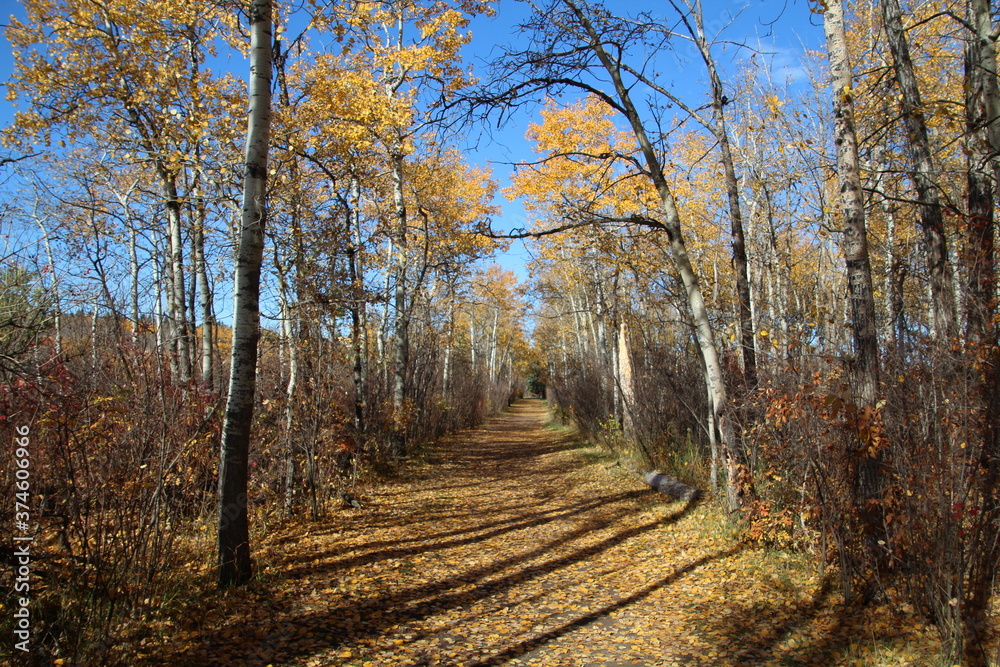 Fototapeta premium Autumn On The Trail, William Hawrelak Park, Edmonton, Alberta