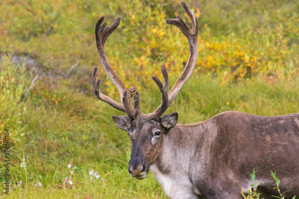 Caribou in profile on the Denali Park Road Caribou in profile on the Denali Park Road