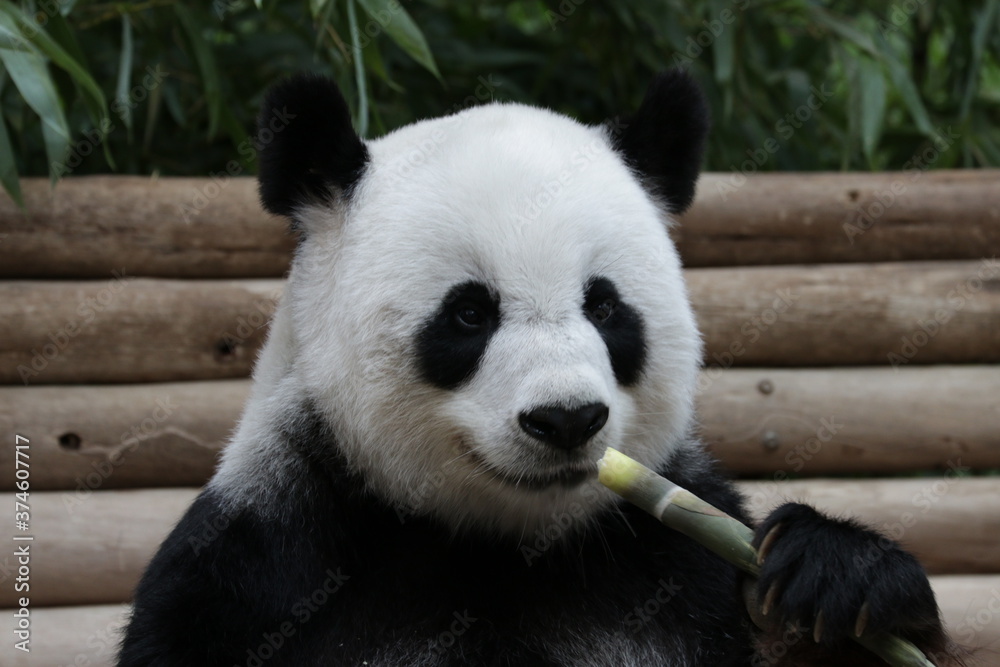 Fototapeta premium Fluffy female Panda Eating Bamboo Shoot, Thailand