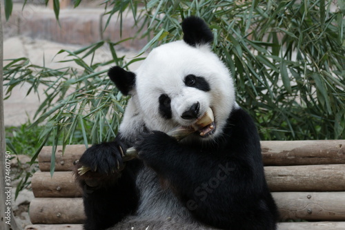 Cute Panda is Biting Bamboo Shoot