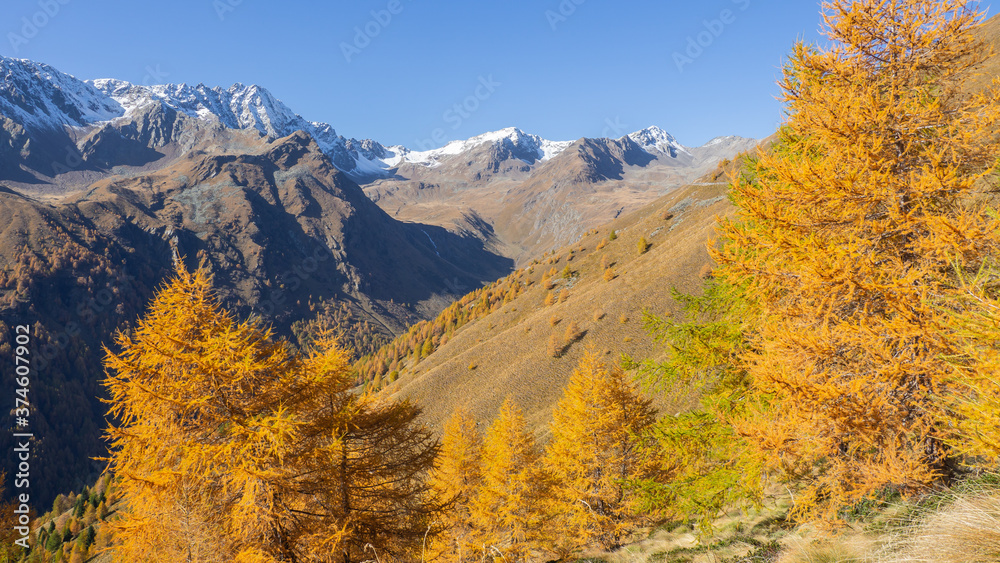 Driving to Gavia mountain pass in Italy. Amazing view of the wood and meadows during fall time. Warm colors. General fall contest. Italian Alps