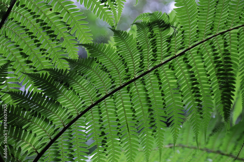 green fern leaves green fern leaves