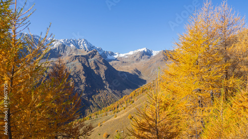 Driving to Gavia mountain pass in Italy. Amazing view of the wood and meadows during fall time. Warm colors. General fall contest. Italian Alps