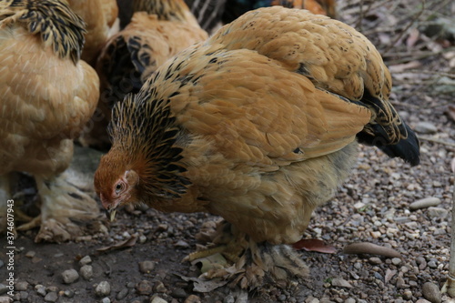 Close up Brahma Chicken 