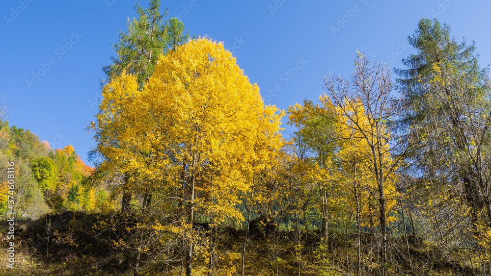 Driving to Gavia mountain pass in Italy. Amazing view of the wood and meadows during fall time. Warm colors. General fall contest. Italian Alps Driving to Gavia mountain pass in Italy. Amazing view of the wood and meadows during fall time. Warm colors. General fall contest. Italian Alps