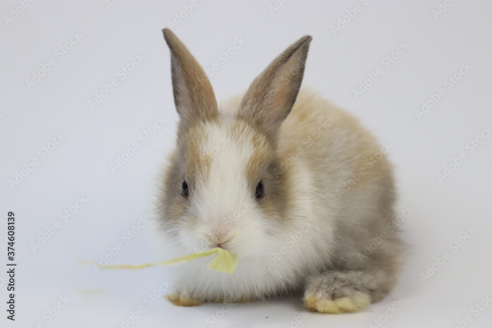 Cute  brown Bunny Rabbit on White background