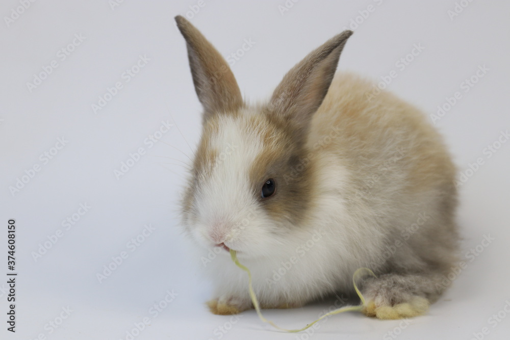 Brown Bunny Rabbit on White background