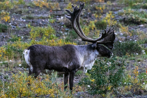Big bull caribou on the Toklat river bed