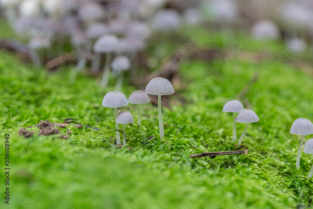 Macro close-up of wild mushrooms on green moss
Macro close-up of wild mushrooms on green moss