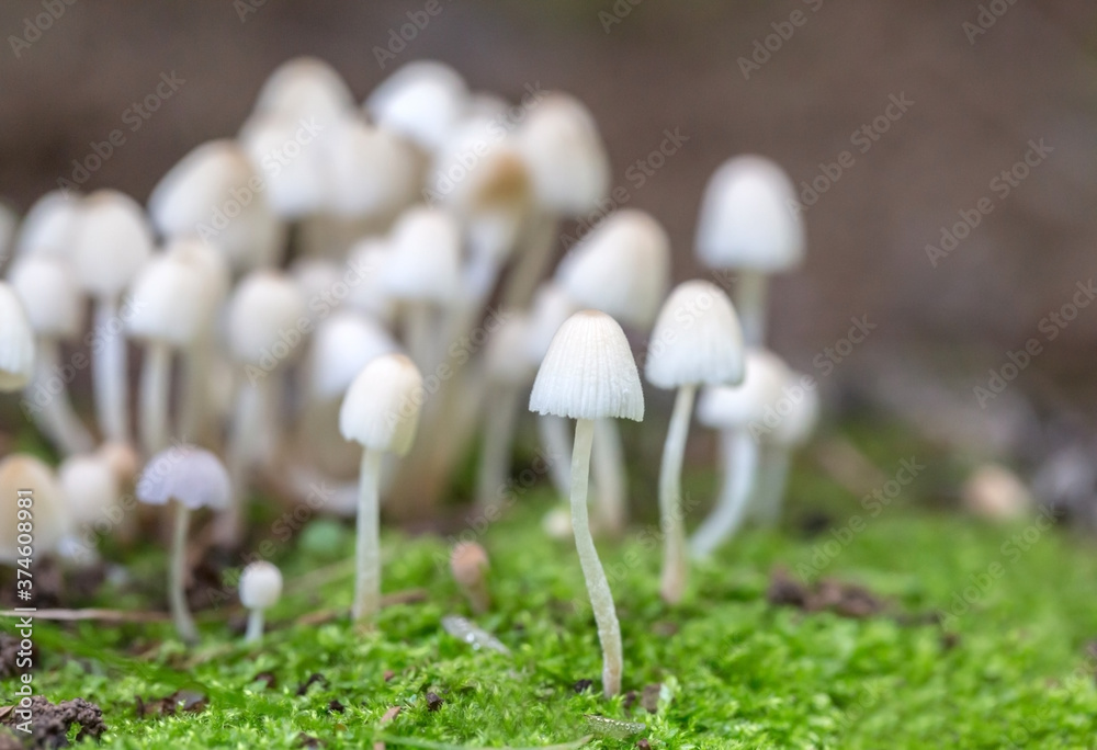 Macro close-up of wild mushrooms on green moss
Macro close-up of wild mushrooms on green moss